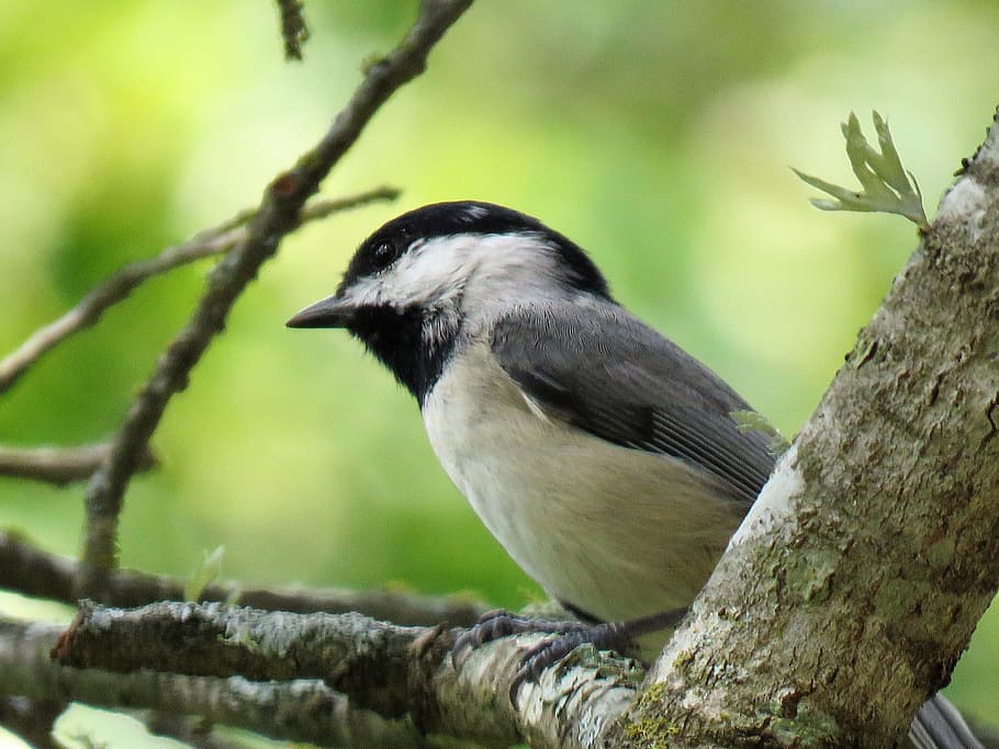 bird, tiny, chickadee, wildlife, animal themes, animals in the wild HD wallpaper
