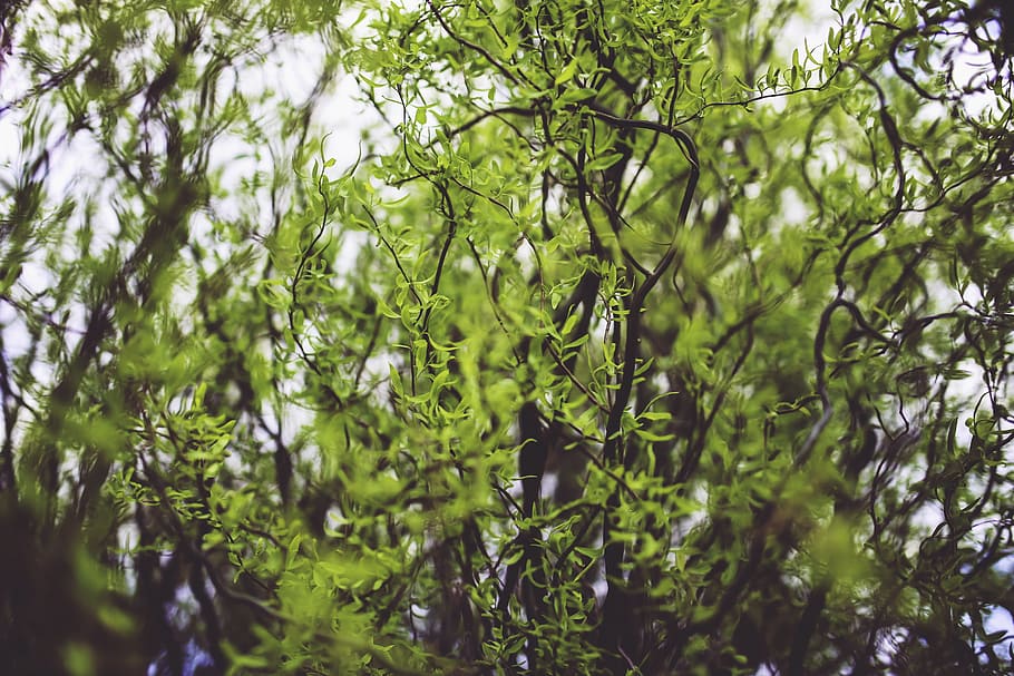 Tree, Leaf, Leaves, Spring, Willow, young, green, nature, forest HD wallpaper