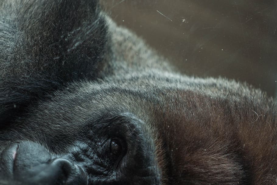 A scratched photograph of a black gorilla's face turned sideways with its eye, nose, and mouth in view, black gorilla HD wallpaper