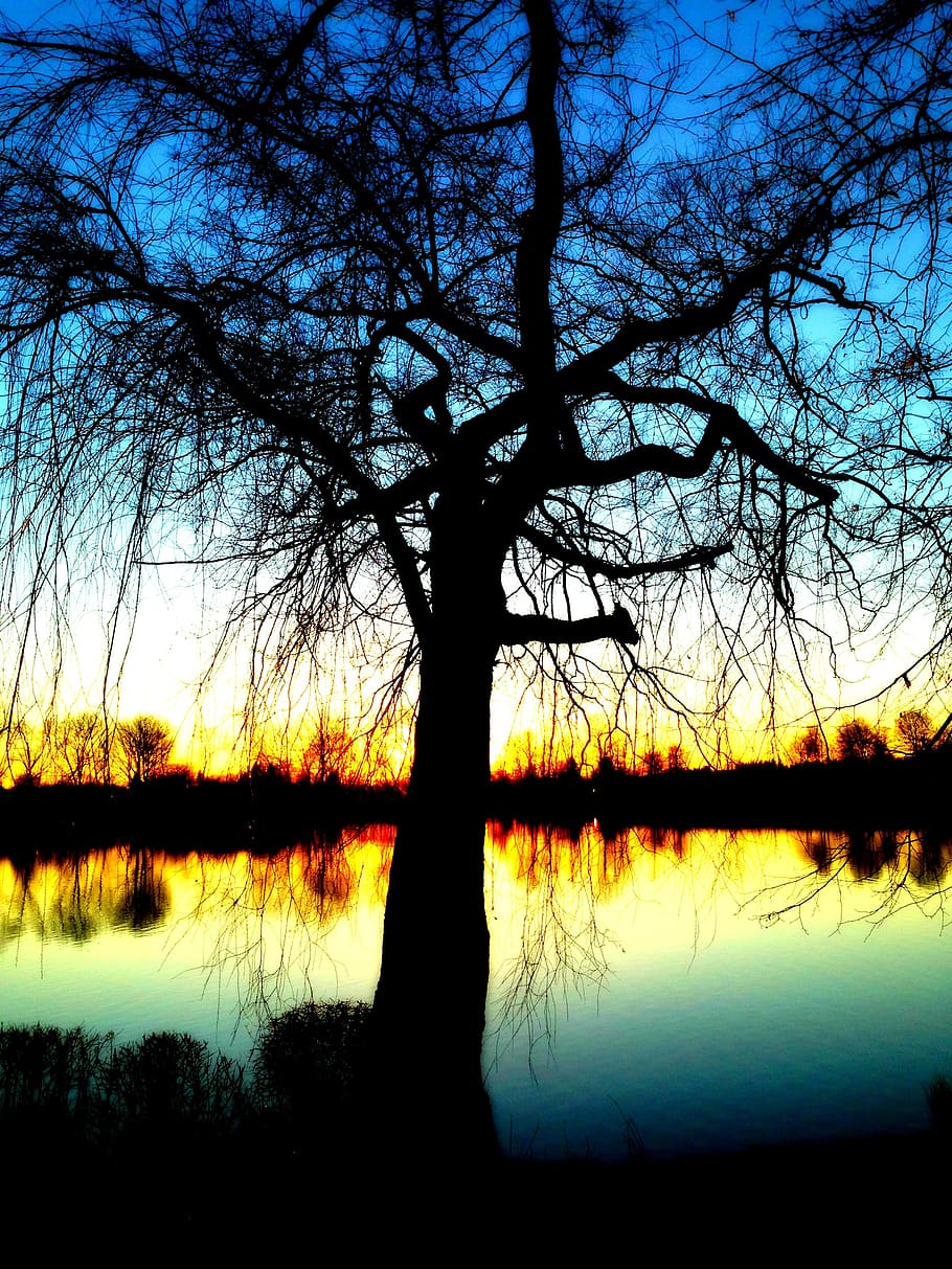 bare tree, water, branch, mood, solitary, branches, lake, beautiful HD wallpaper