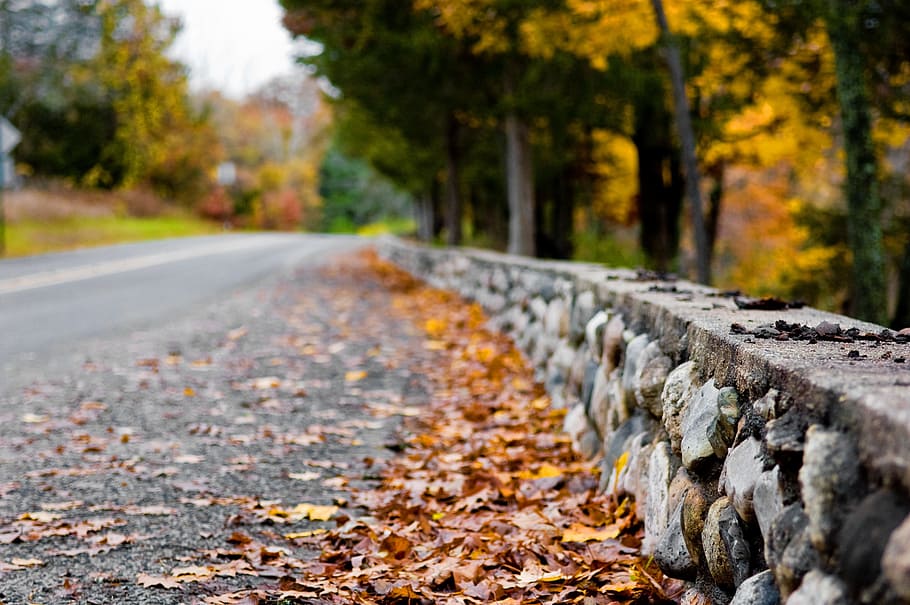 fall, nature, road, leaf, tree, drive, autumn, landscape, forest HD wallpaper