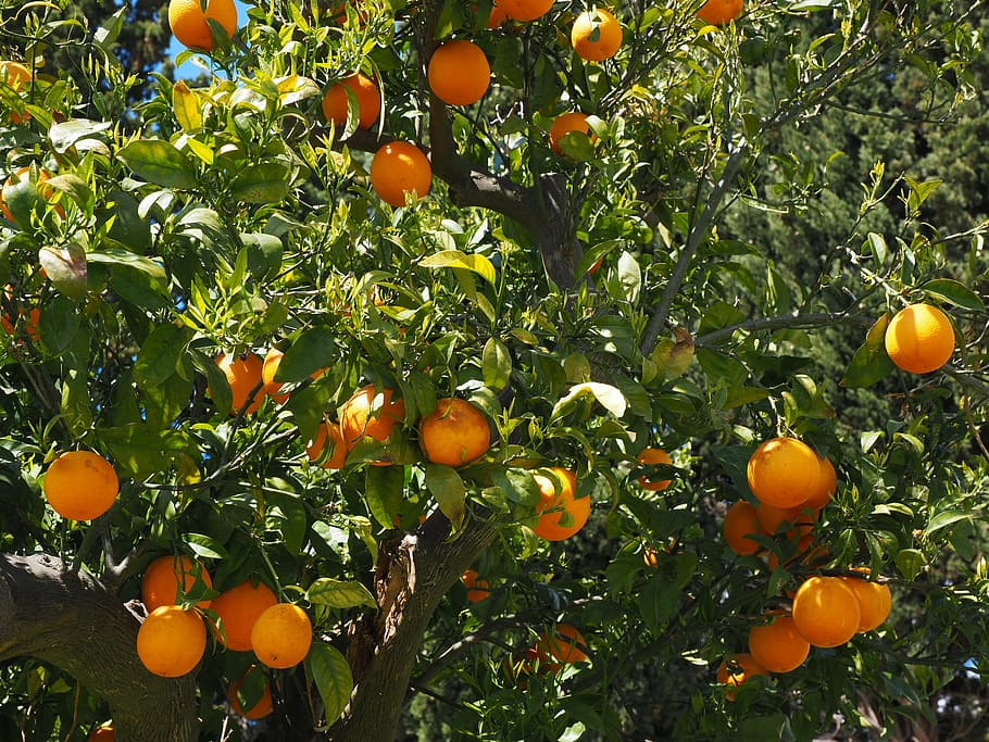 oranges, fruits, citrus fruits, tree, leaves, aesthetic, foliage, HD wallpaper