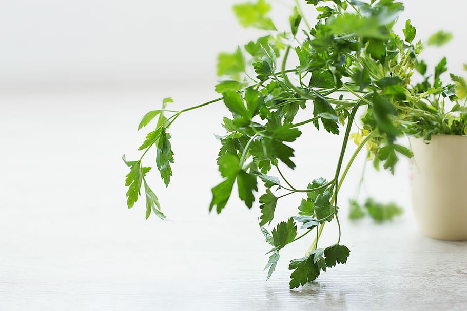 closeup photo of green leafed plant, green plants, parsley, houseplant