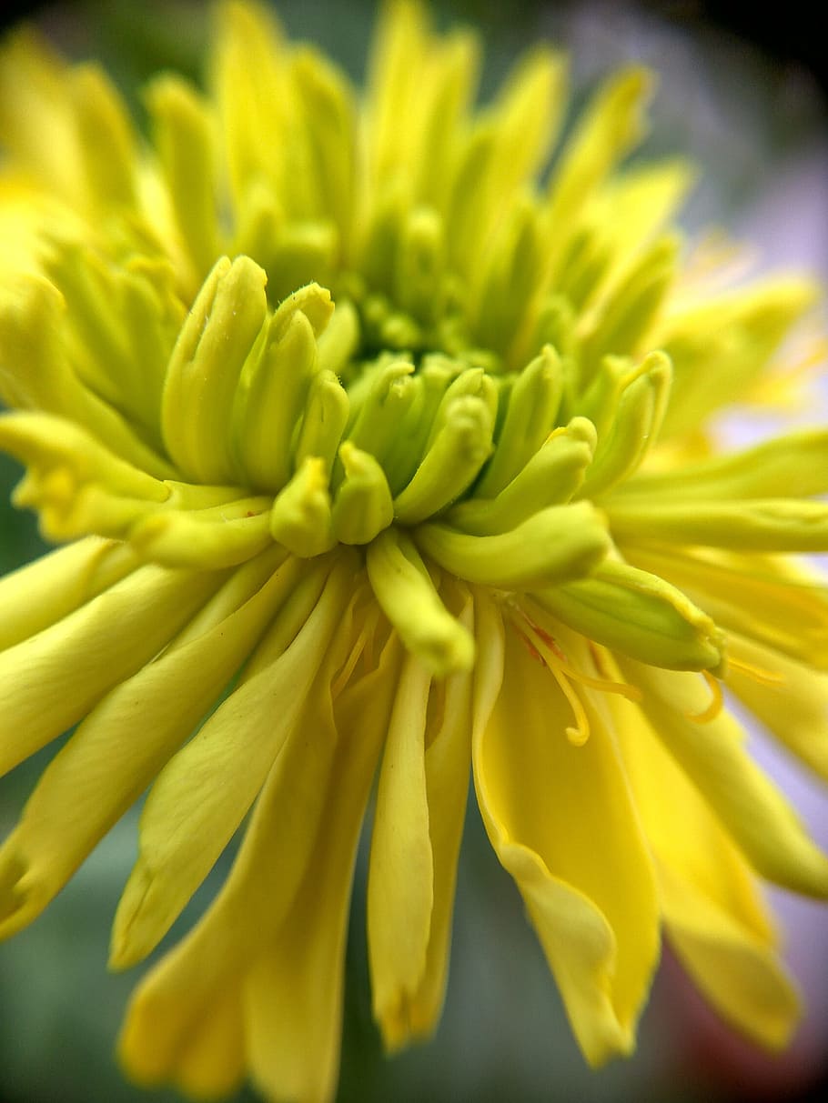 flower, nature, spring, blossom, plant, petal, bloom, decorative HD wallpaper