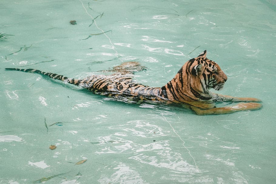 tiger taking bath, photo of tiger lying on body of water during daytime, HD wallpaper