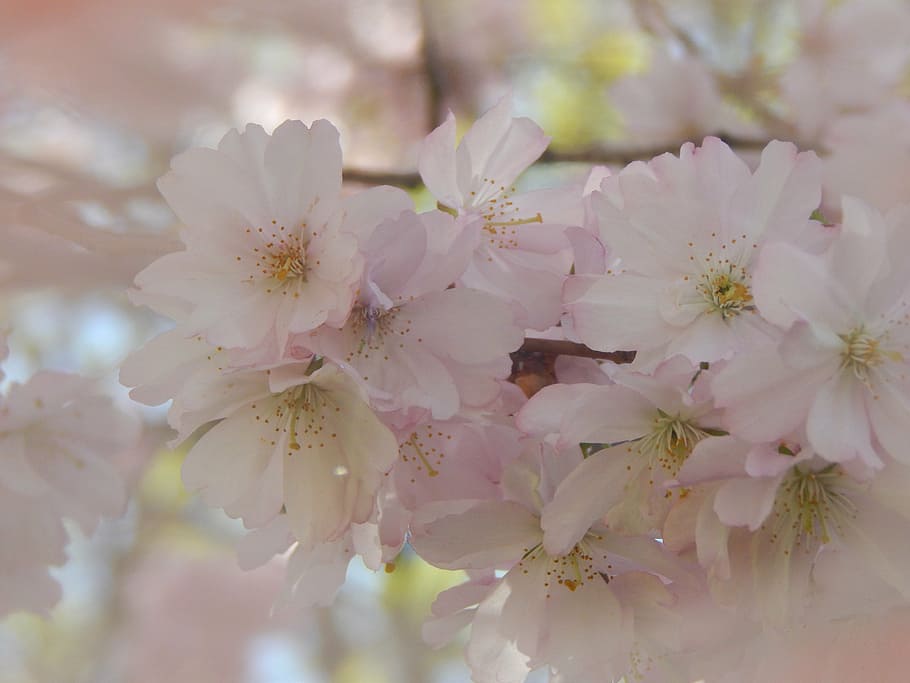 the attempt, glass, spring, tree, pink, flower, flowering plant HD wallpaper