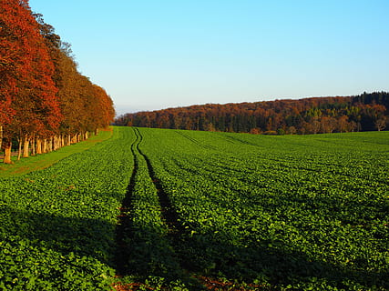 avenue, field, arable, trees, promenade, sankt johann, green manure HD wallpaper