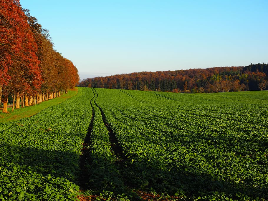 avenue, field, arable, trees, promenade, sankt johann, green manure HD wallpaper