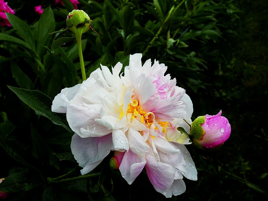 white and pink rose, flower, blossom, bloom, peony, pentecost HD wallpaper