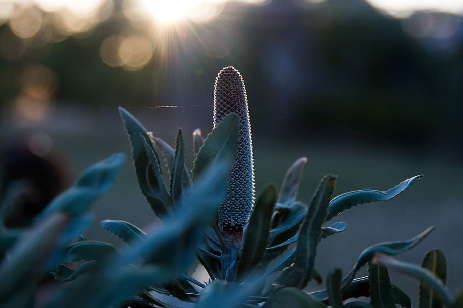 green plant, bokeh photography of linear green leafed plant, bottle brush HD wallpaper
