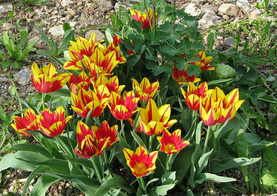 spring, tulips, nature, plant, flower, yellow, springtime, summer HD wallpaper