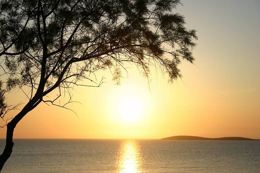 Sunset, Tree, Sea, Evening, Horizon, scenics, reflection, tranquil scene HD wallpaper