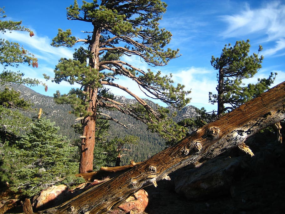 san jacinto, devils slide, trail, hiking, backpacking, camping HD wallpaper