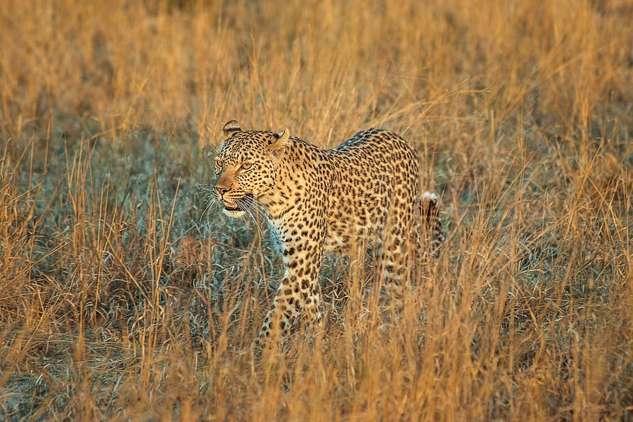 leopard, africa, botswana, wildcat, safari, big cat, nature, HD wallpaper