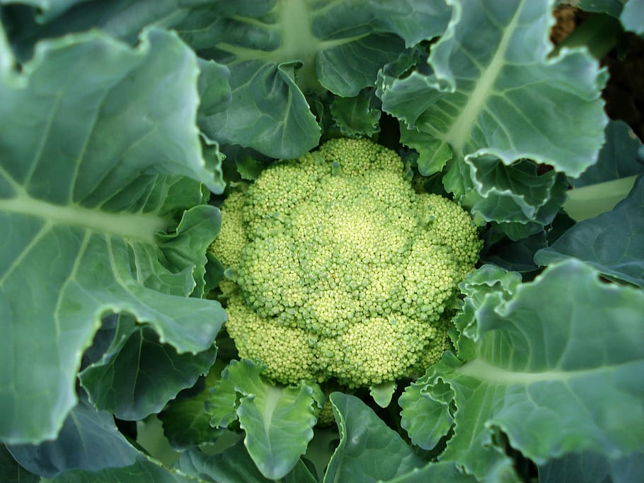 cauliflower, plant, vegetable, healthy eating, food and drink HD wallpaper