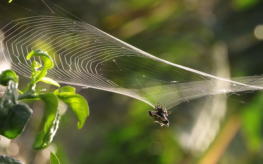 macro, spider weaving, web, armenia, spider web, fragility HD wallpaper