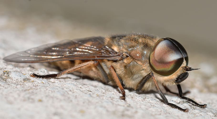 Insects, Diptera, Tabanus, one animal, animal themes, animal wildlife HD wallpaper