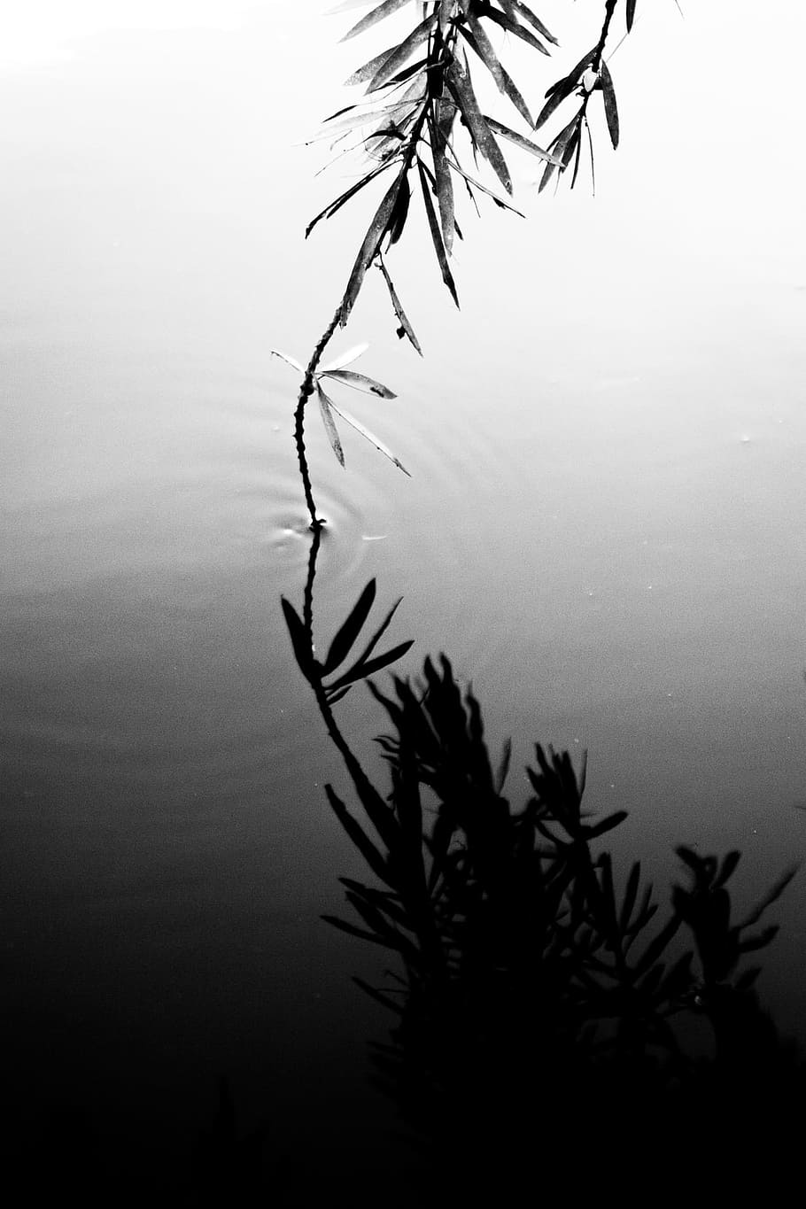 Reflection, Touch, Water, Lake, Pond, calm, peaceful, no people HD wallpaper