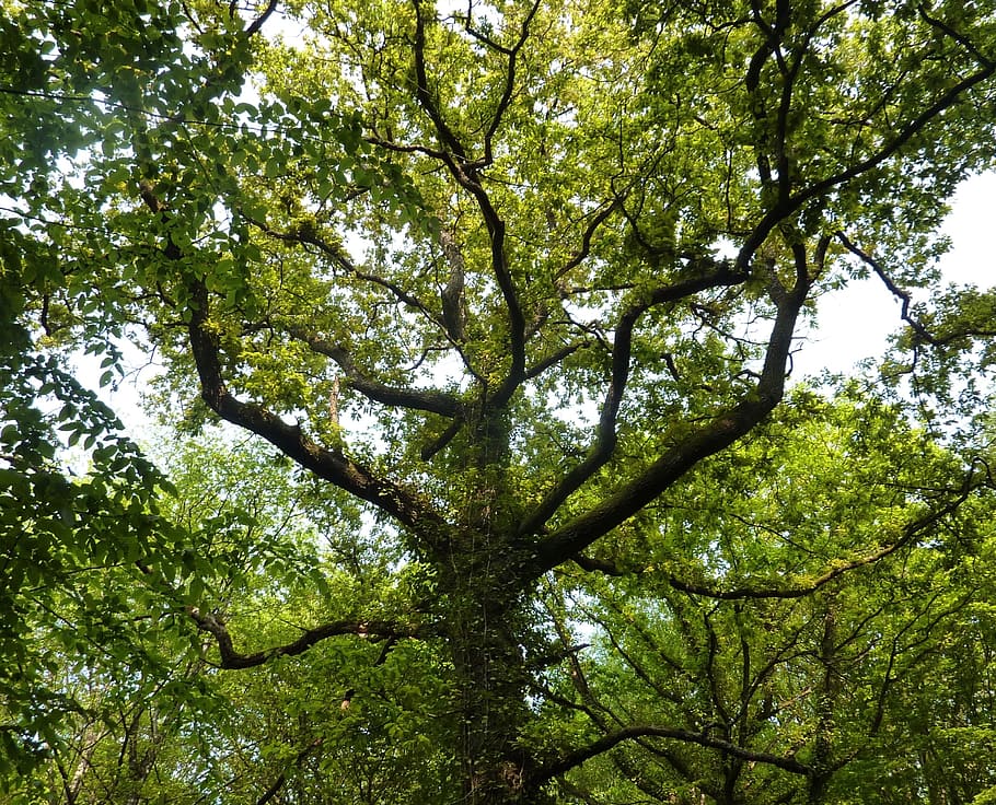 tree, nature, leaves, trunk, majestic tree, branches tree, green foliage HD wallpaper