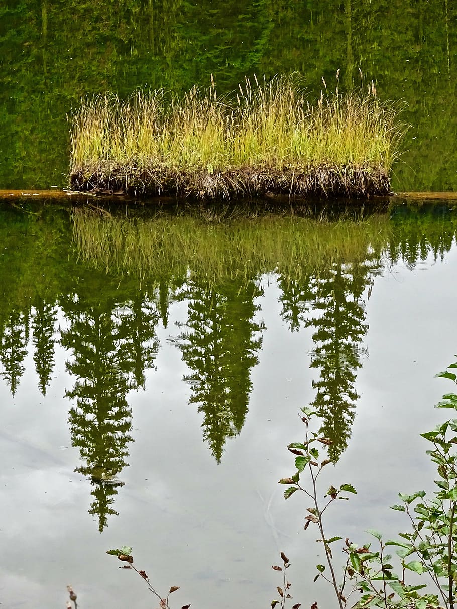 grass, clumps, reflection, water, nature, lake, outdoor, reflecting HD wallpaper