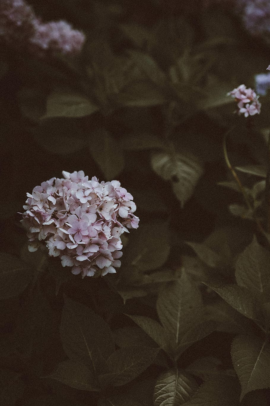 selective focus photo of white-and-pink petaled flowers, flowering plant HD wallpaper