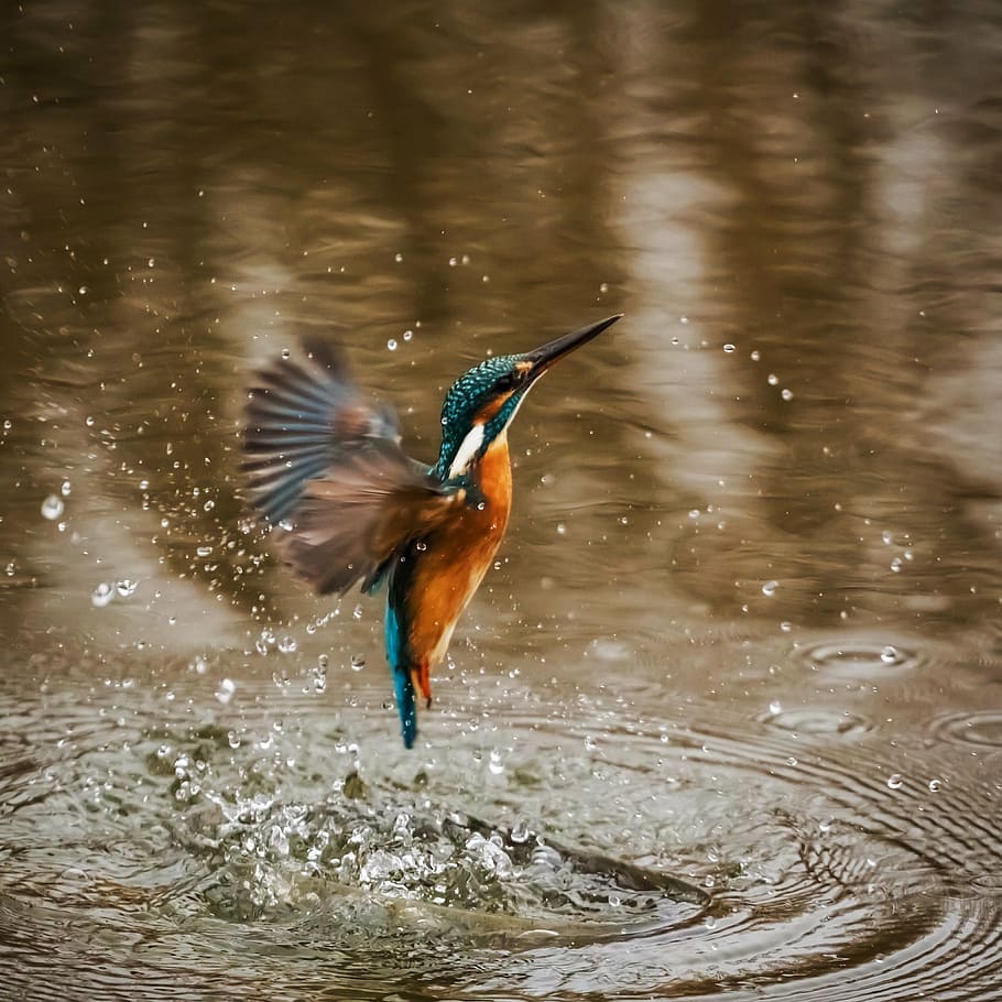 blue an brown humming bird flying out of water, kingfisher, alcedo atthis