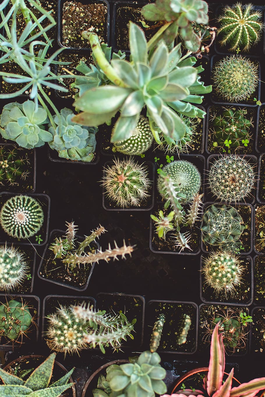 cactus plant lot, top view photo of assorted green cactus, succulent HD wallpaper