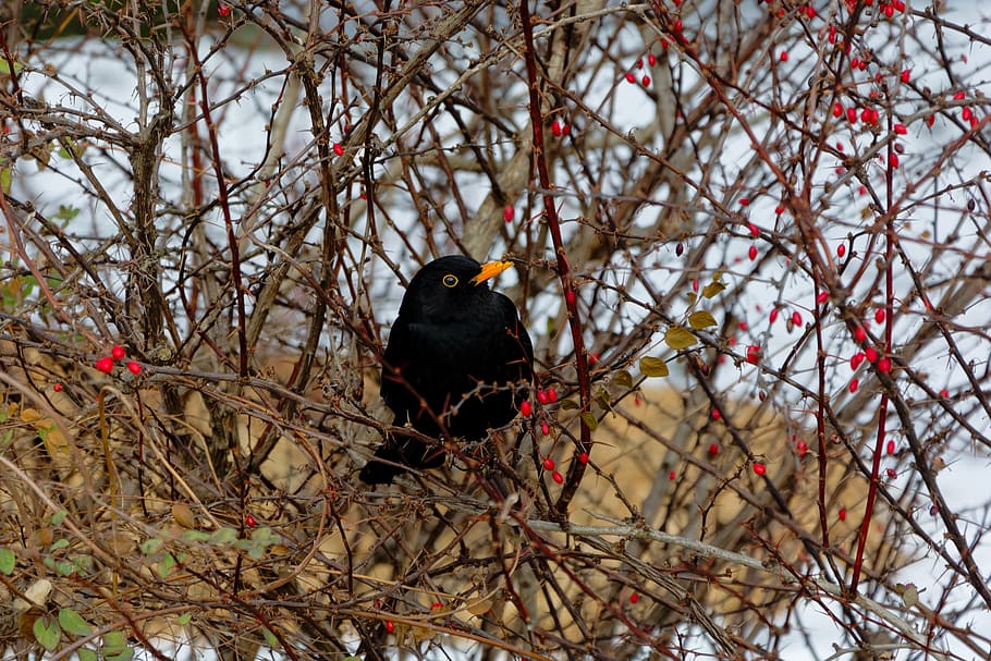 blackbird, hedge, winter, thorns, animal, animal themes, animal wildlife HD wallpaper