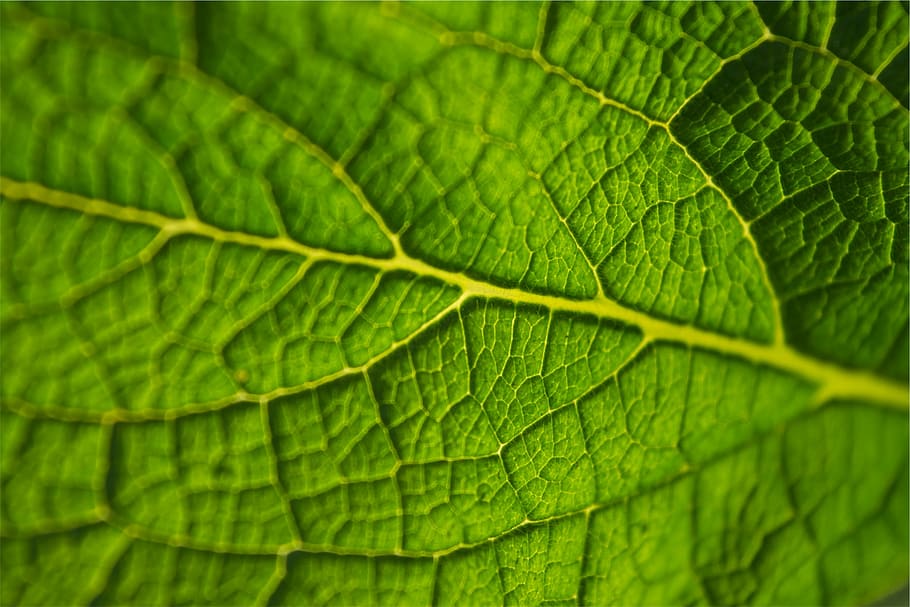 closeup photo of green leaf, green color, backgrounds, close-up HD wallpaper