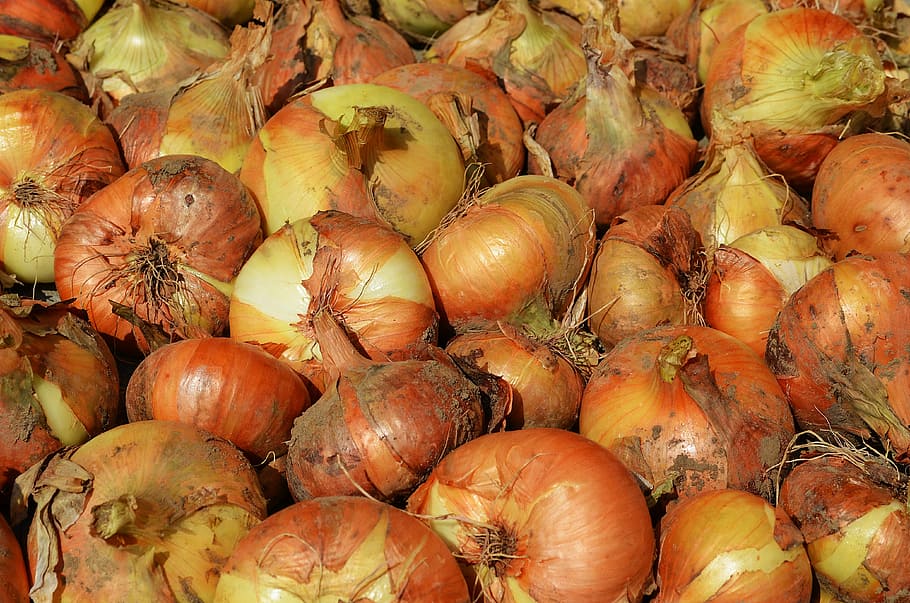 onion, vegetables, a vegetable, cooking, eating, kitchen, health HD wallpaper