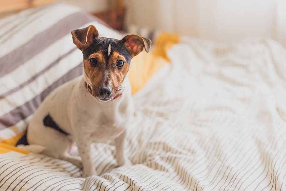 A dog sitting on a bed, nature, animal, animals, bedroom, dogs
