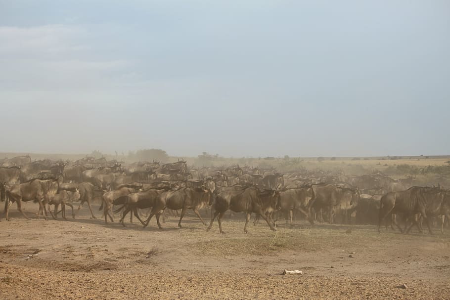 wildebeest migration, great migration, kenya, africa, serengeti HD wallpaper