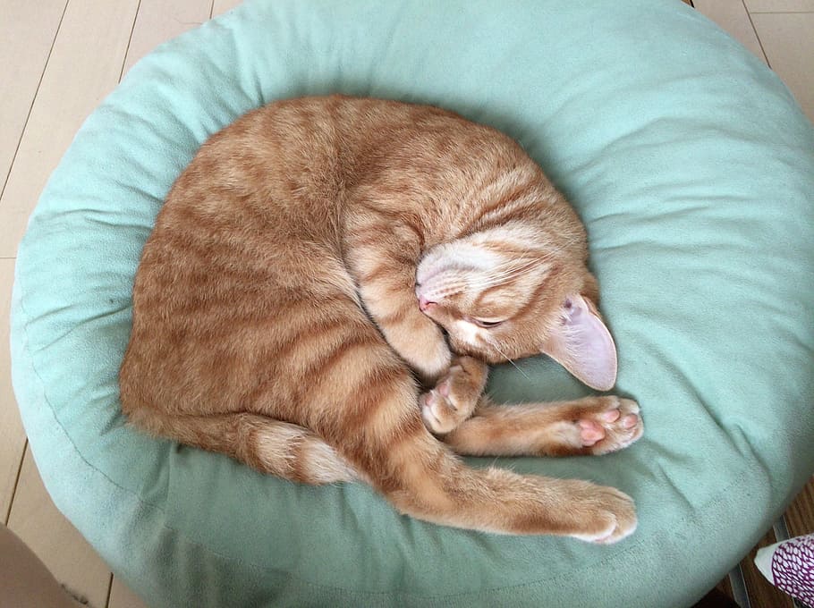 Cat, Animal, Cute, Creature, One, one animal, female cat, japan cat HD wallpaper