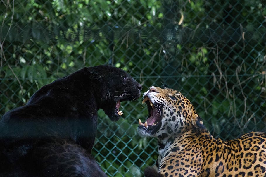 HD wallpaper: black jaguar and brown and black leopard fighting, black  panther and leopard roaring each other | Wallpaper Flare