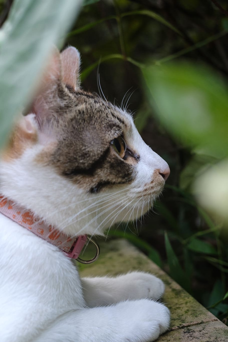 xinbei, monkey cave, cat, one animal, animal themes, mammal HD wallpaper