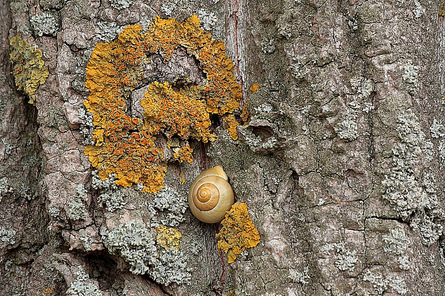tree, tree bark, log, tribe, structure, weave, snail, poplar HD wallpaper