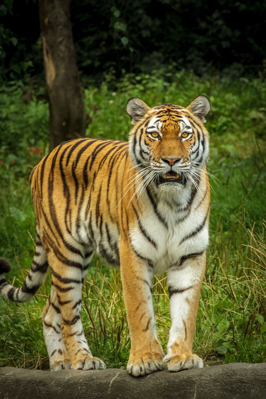 close-up photo of tiger, panthera tigris altaica, siberian, amurtiger