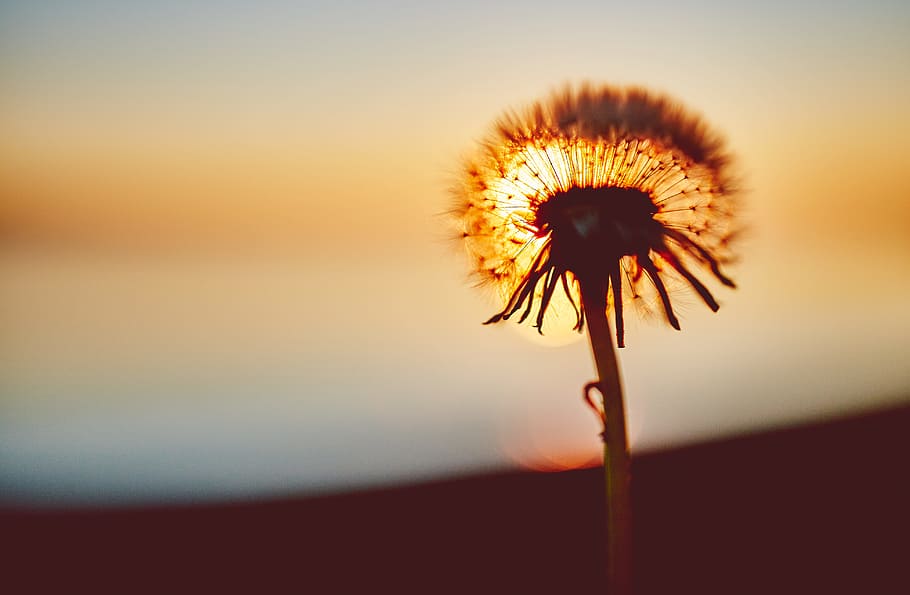 sunset, flower, dandelion, fragility, beauty in nature, flowering plant HD wallpaper