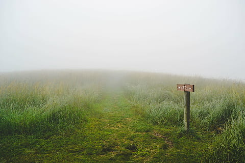 brown wooden signage on grass field, wilderness, green, path HD wallpaper