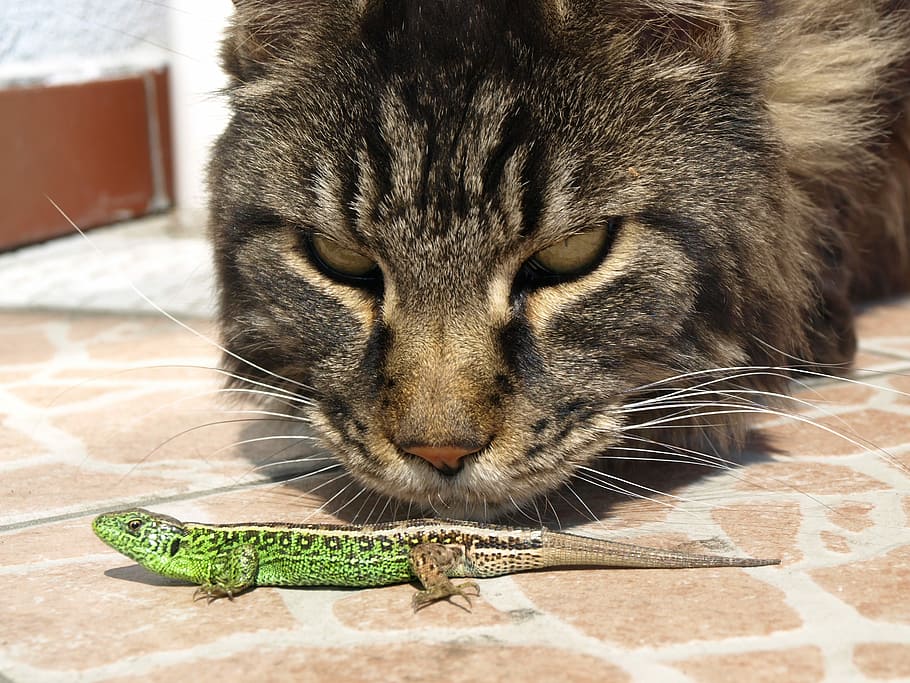 Cat, Lizard, Observation, the lizard, domestic Cat, pets, animal HD wallpaper