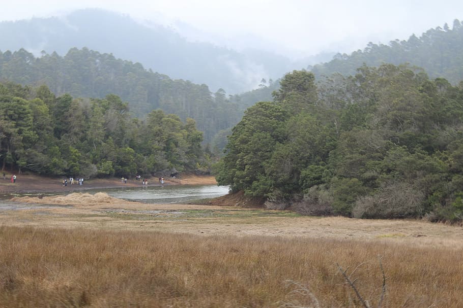 southindia, river, dense, tree, plant, beauty in nature, fog HD wallpaper