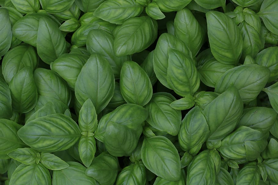 green leaf plants, photo of green leaves, basil, herb, healthy HD wallpaper