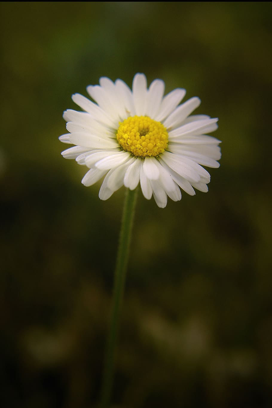 daisy, meadow, flower, flowering plant, freshness, fragility HD wallpaper