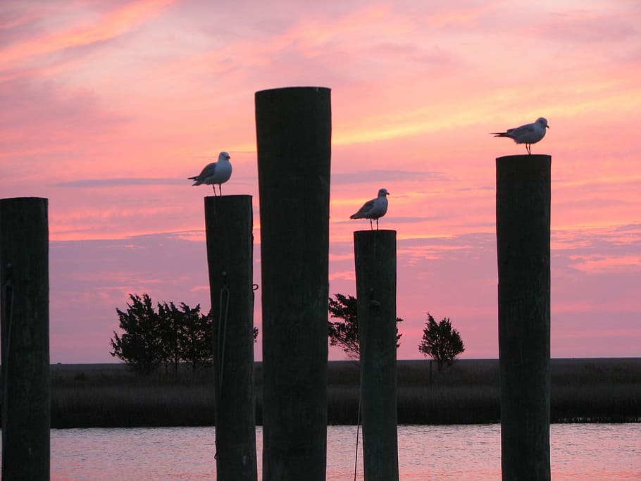 Water, Dusk, Skyline, Twilight, Birds, sunset, silhouette, animal themes HD wallpaper