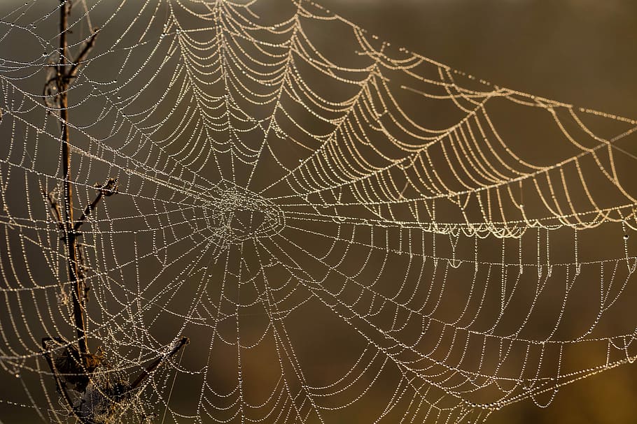 cobweb, rosa, drops, morning dew, macro, spider web, fragility HD wallpaper