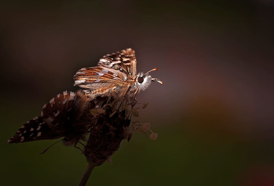 Butterfly, Insect, Animal, Pairing, nature, close, one animal HD wallpaper