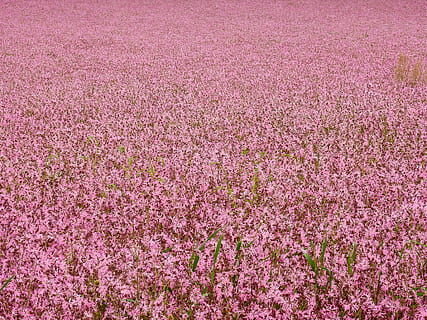 Flower, Blossom, Bloom, Pink, field, meadow, flower meadow HD wallpaper
