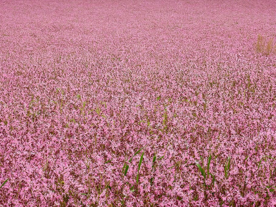 Flower, Blossom, Bloom, Pink, field, meadow, flower meadow HD wallpaper