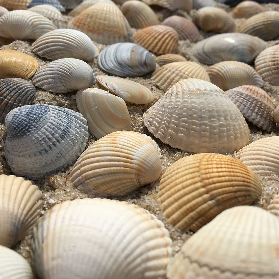 seashell, exoskeleton, shellfish, cockle, beach, nature, mussels HD wallpaper