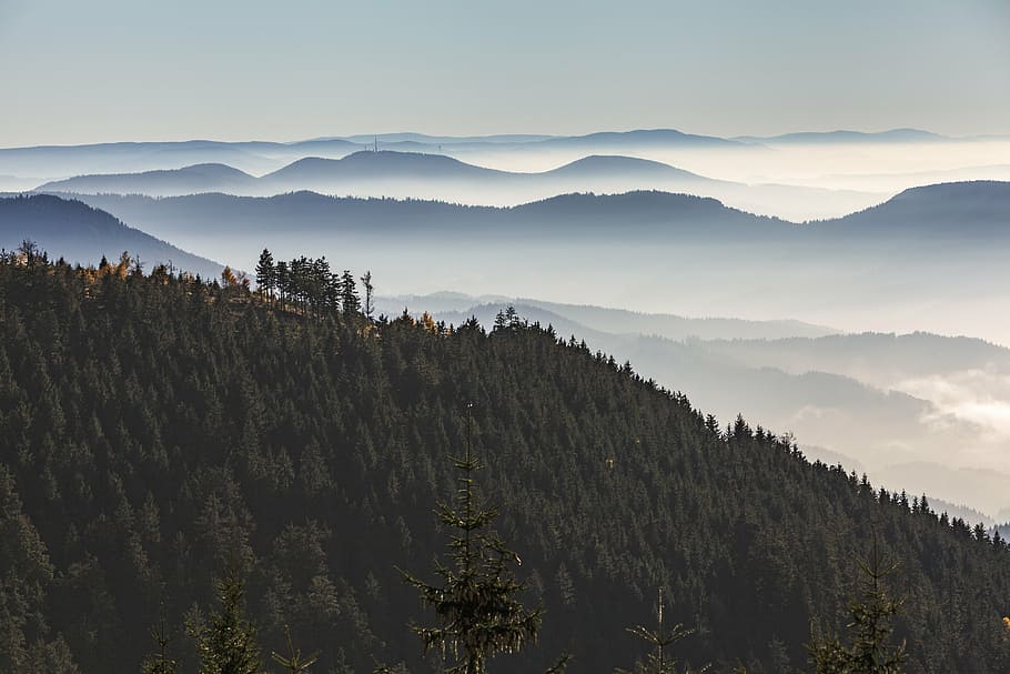 mountains with trees illustration, black forest, grinding head HD wallpaper